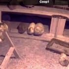 TJ has a boyfriend, his name is Slender Tender and he’s a Brahma roo. He won’t go in at night until she’s in, and they snuggle in the coop. He’s quite the gentleman 🫶🏻