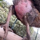 My chickens are still moulting since November!!