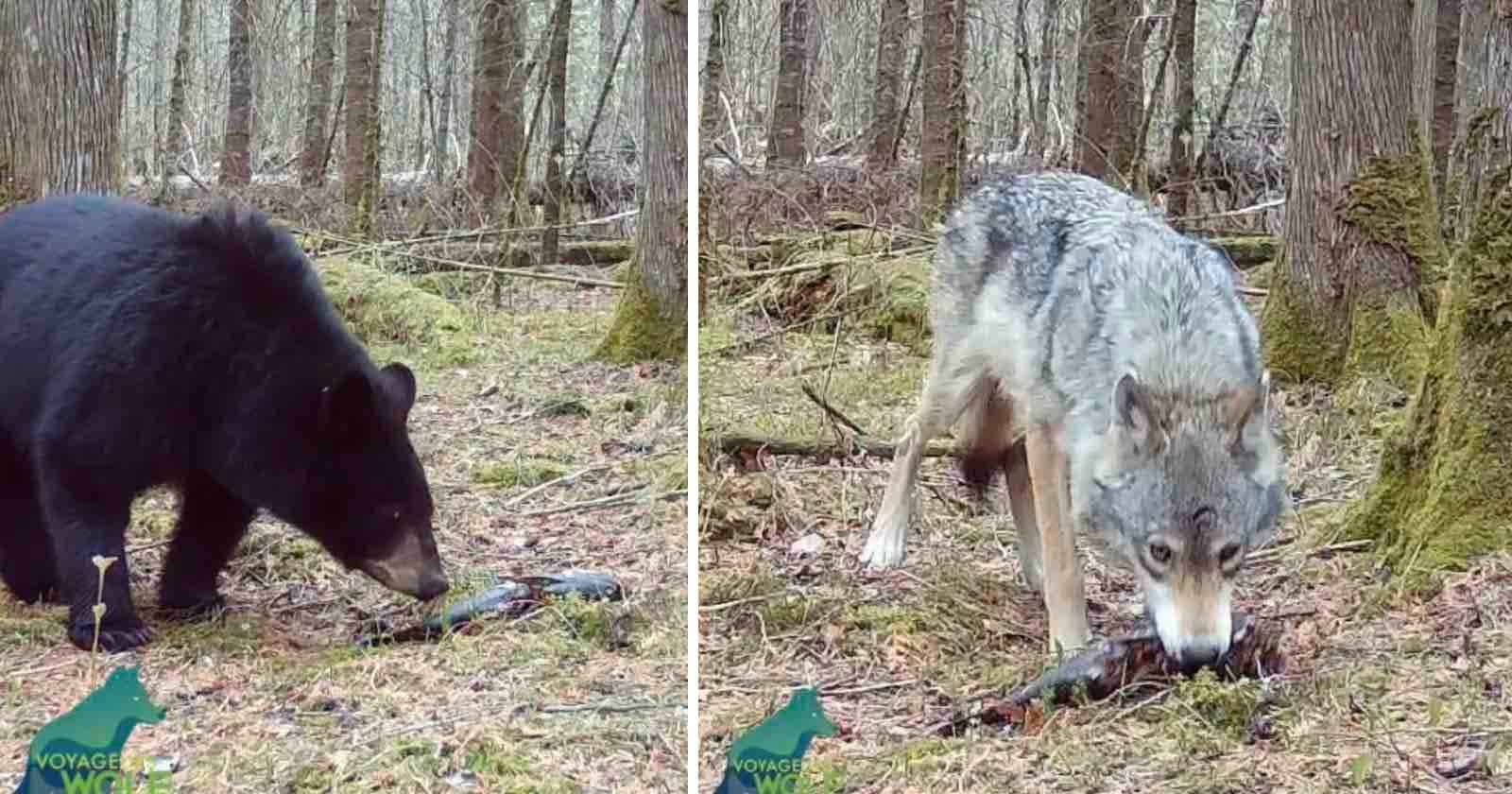Trail Camera Captures Rare Wolf and Bear Interaction Over a Fish