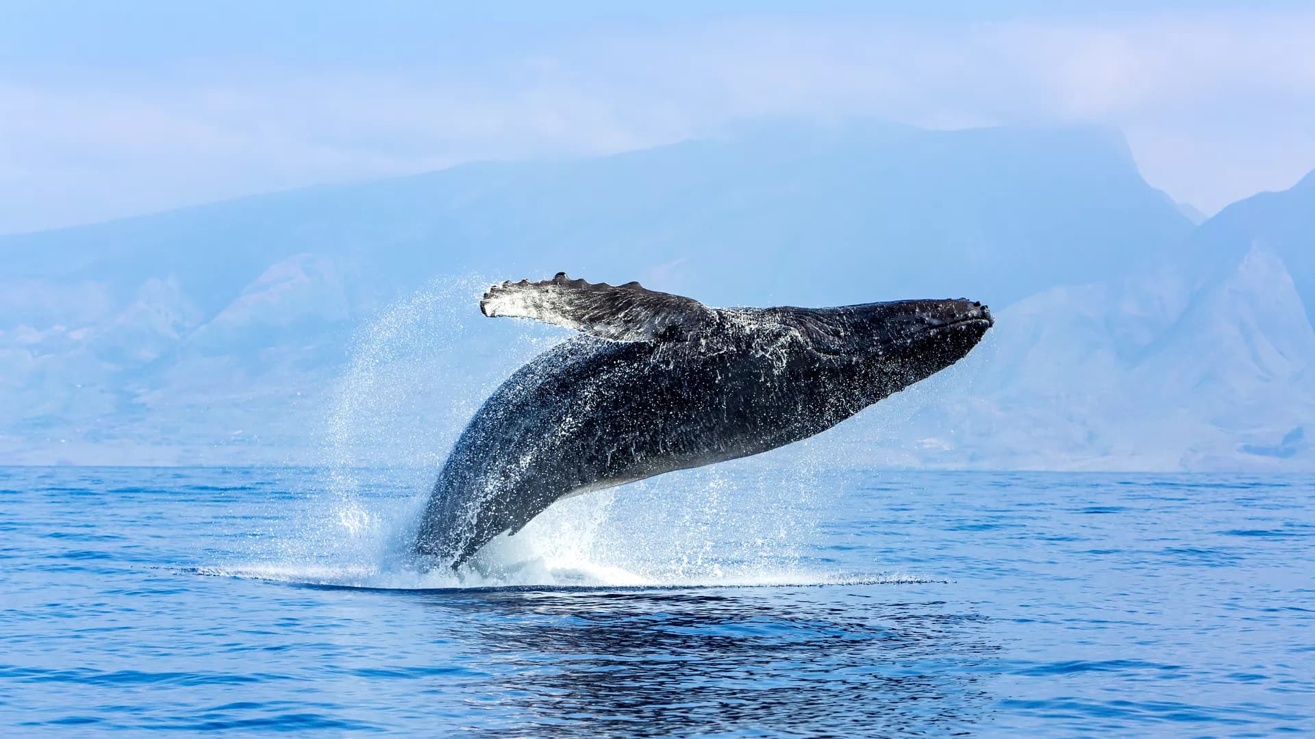 WaveUformer: a bias correction model for GWSM4C Wave Forecasting